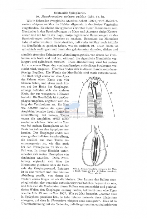 Metachromadora vivipara