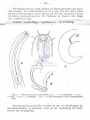 Nematoda (roundworms)