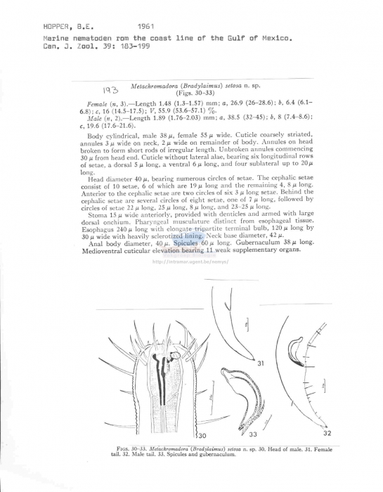 Metachromadora setosa