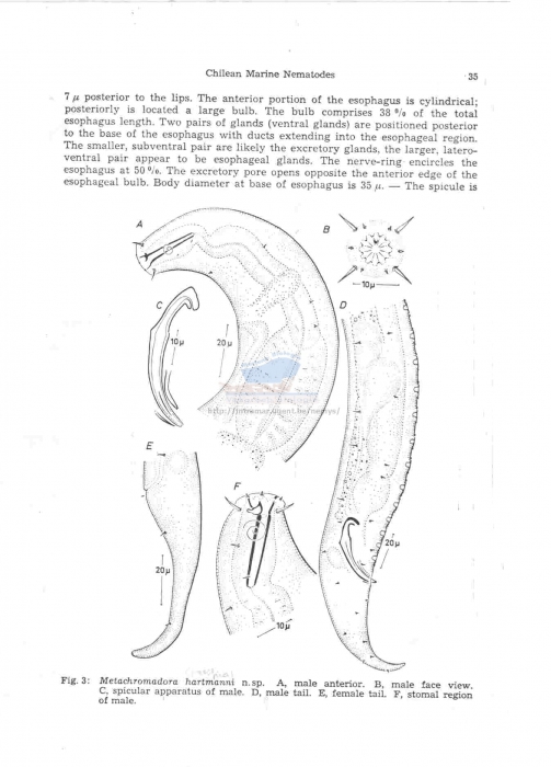 Metachromadora pacifica