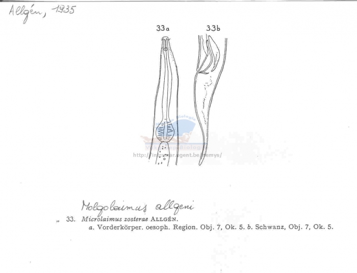 Molgolaimus allgeni