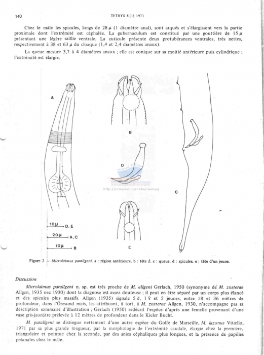 Molgolaimus parallgeni