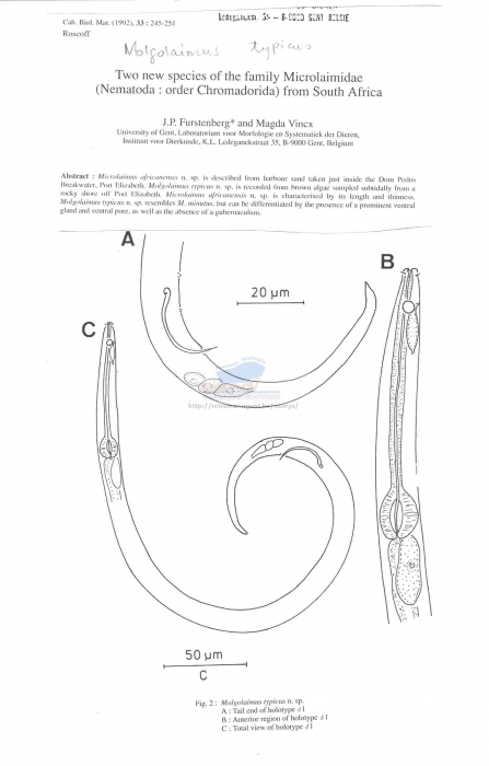 Molgolaimus typicus