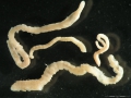 Polychaeta (bristle worms)