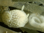 Onchidoris muricata (O F Mler, 1776)