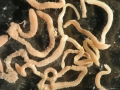 Polychaeta (bristle worms)