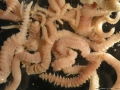 Polychaeta (bristle worms)