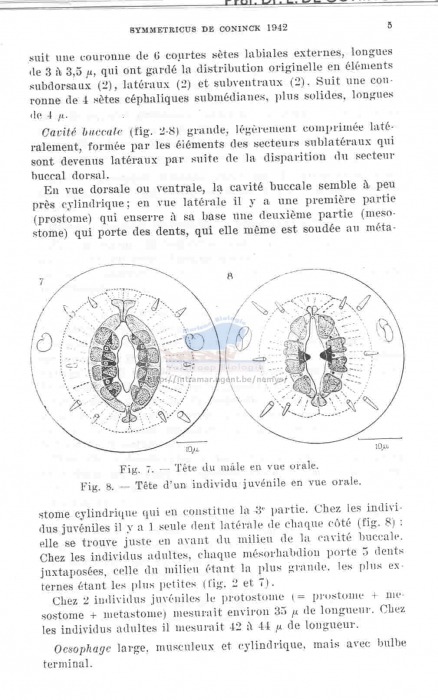 Pseudonchus symmetricus