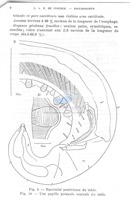 Pseudonchus symmetricus