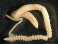 Polychaeta (bristle worms)