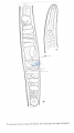 Nematoda (roundworms)