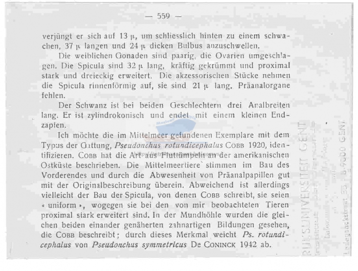 Pseudonchus rotundicephalus