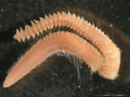 Polychaeta (bristle worms)