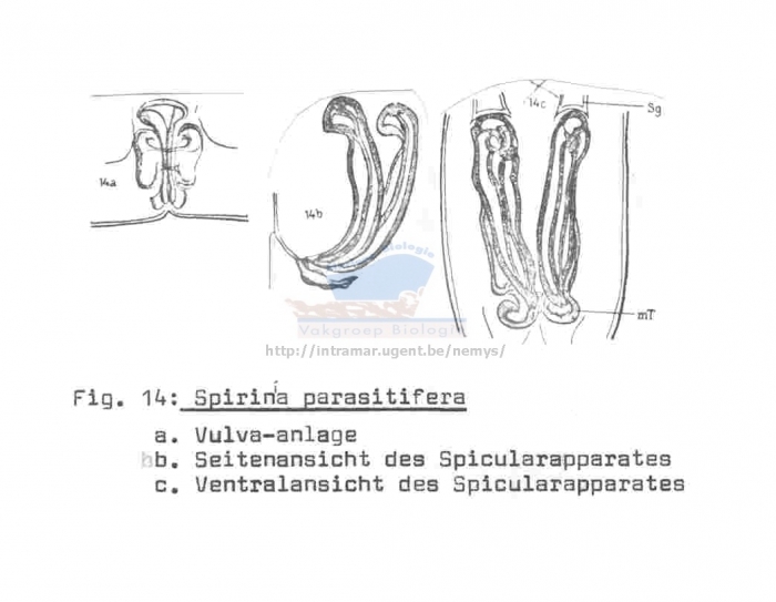 Spirinia parasitifera