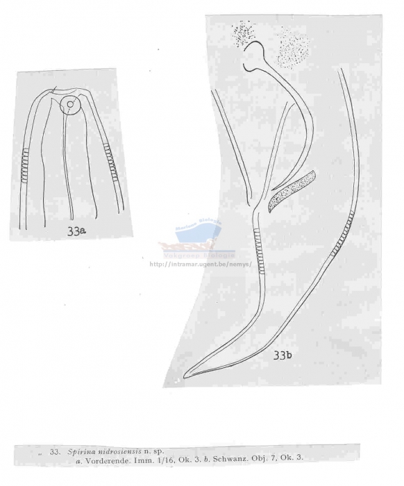 Spirinia parasitifera