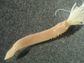 Polychaeta (bristle worms)