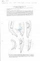 Nematoda (roundworms)