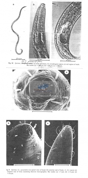 Spirinia parasitifera