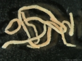 Polychaeta (bristle worms)