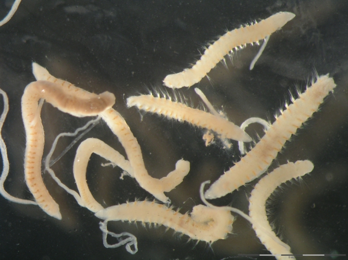 Cossura longocirrata Cossura longocirrata