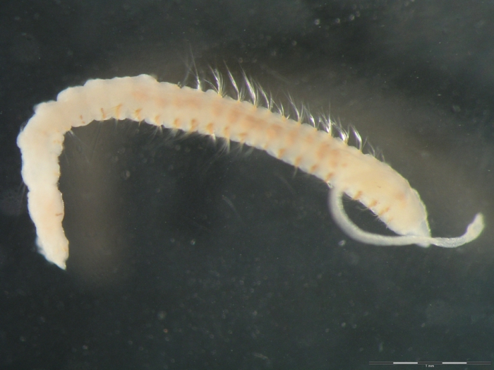 Cossura longocirrata Cossura longocirrata