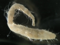 Polychaeta (bristle worms)