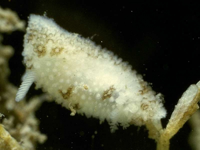 Onchidoris oblonga (Alder & Hancock, 1845)