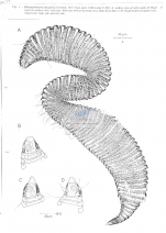 Bathyepsilonema drygalskii