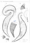 Nematode file-library of the Marine Biology Section (Ghent University, Belgium)