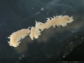 Polychaeta (bristle worms)