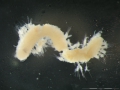 Polychaeta (bristle worms)