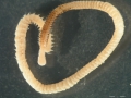 Polychaeta (bristle worms)