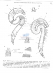 Nematode file-library of the Marine Biology Section (Ghent University, Belgium)