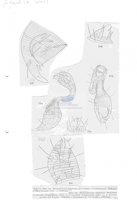 Metepsilonema hagmeieri