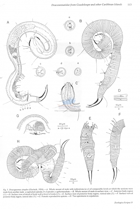 Dracognomus simplex