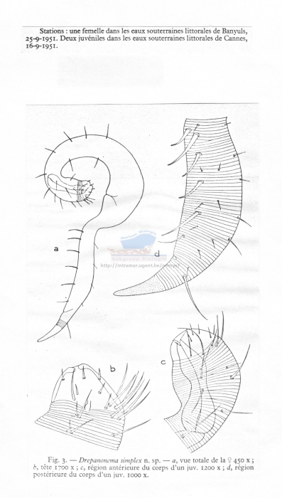 Dracognomus simplex