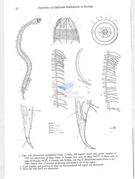 Draconema cephalatum