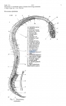 Nematode file-library of the Marine Biology Section (Ghent University, Belgium)