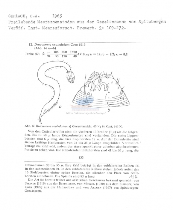 Draconema cephalatum