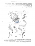 Draconema claparedii