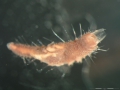 Polychaeta (bristle worms)