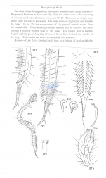 Draconema claparedii