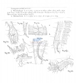 Draconema ophicephalum