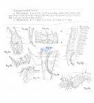 Draconema ophicephalum