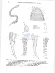 Draconema ophicephalum