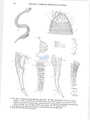 Nematoda (roundworms)