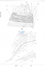 Draconema bandaensis