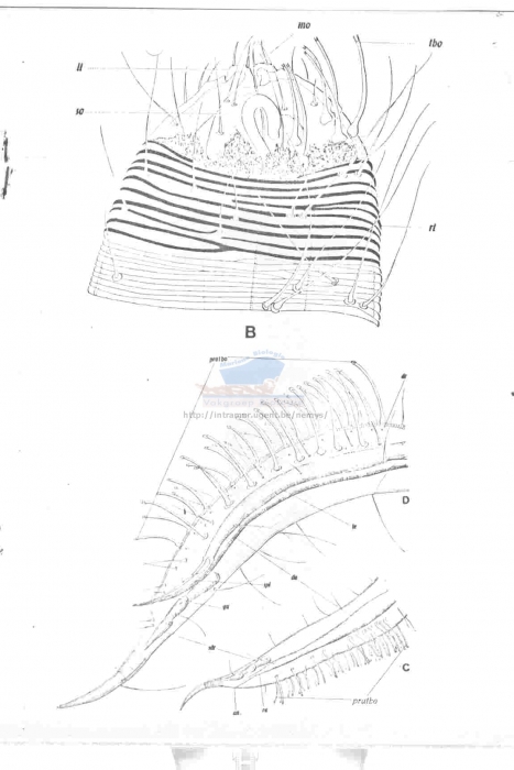 Draconema bandaensis