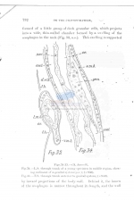 Draconema haswelli