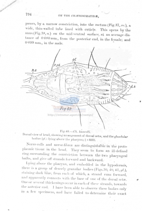 Draconema haswelli